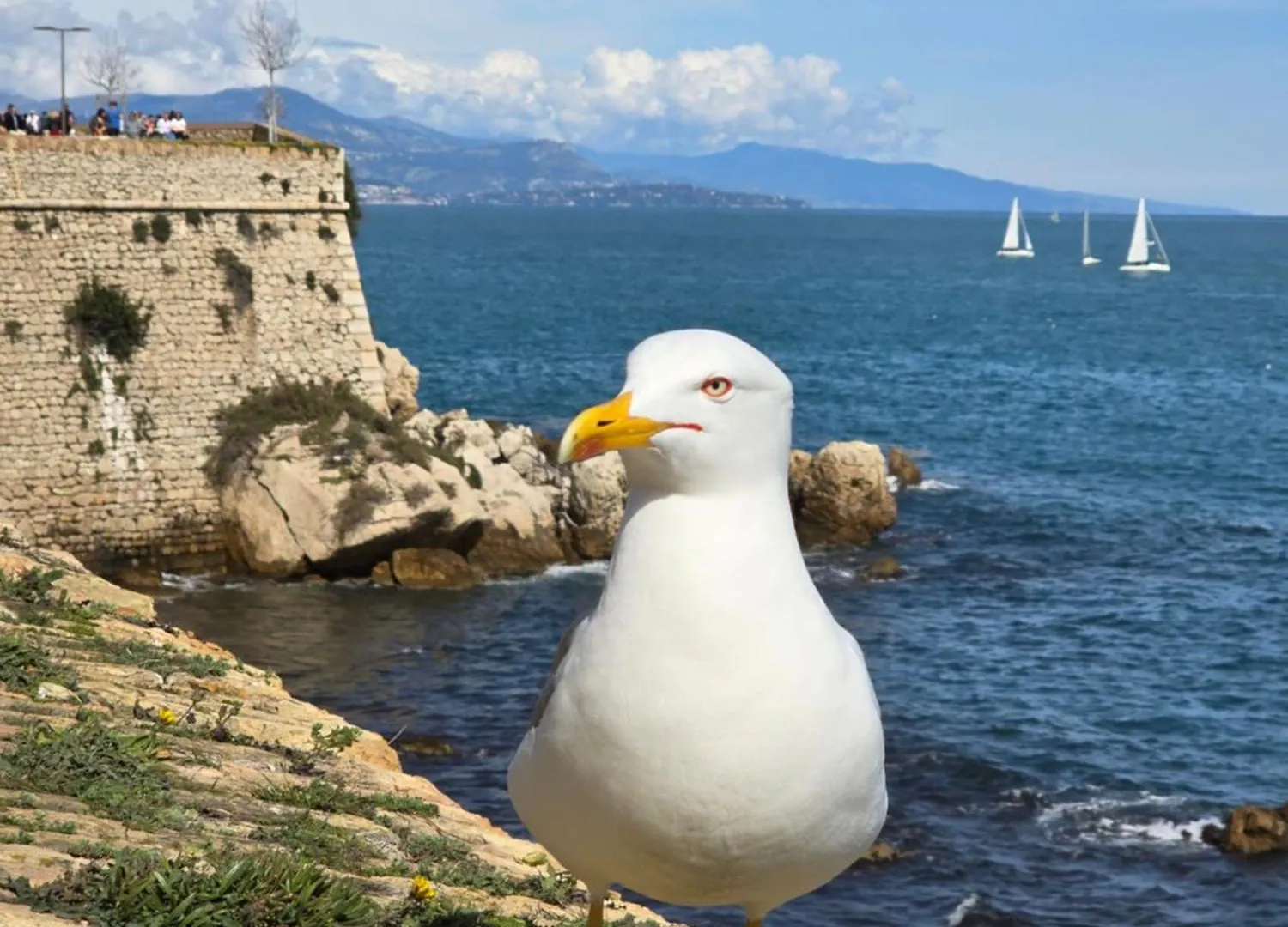 Studio Devant La Mer Antibes France